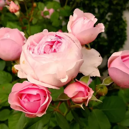 Boutiquehotel Goldene Rose - Self-check-in Otel